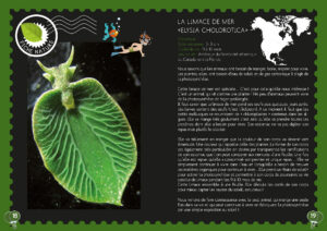 Limace de mer